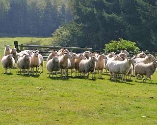 Heidschnucken auf der Endmoränenlandschaft
